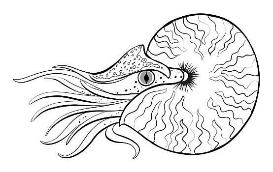 涂写,动物,鹦鹉螺,插画