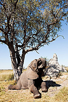 雌性,非洲象,起床,休息,靠近,蚁丘,博茨瓦纳,非洲