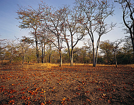 树林,赞比亚