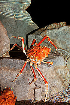 日本,蜘蛛蟹,巨大,成年,岩石上
