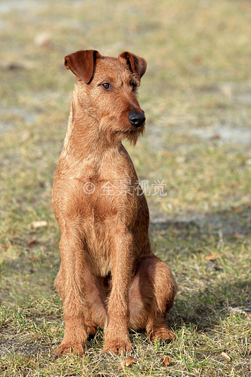 西伯利亚梗犬图片
