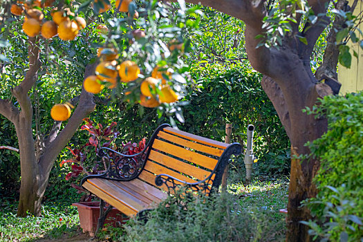 休闲式造型的椅子在长满黄橙橙橘子的柑橘树下
