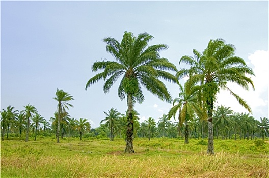 棕榈树,油,种植园