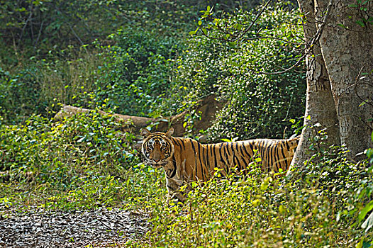 印度,孟加拉虎,虎,季风,雨,伦滕波尔国家公园,拉贾斯坦邦,亚洲