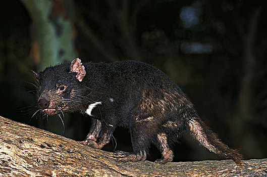 袋獾,老,成年,澳大利亚