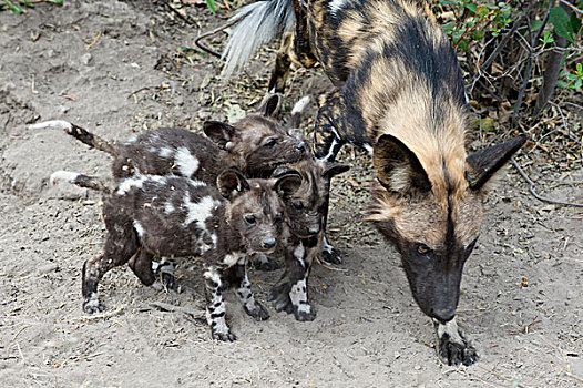 非洲野狗,非洲野犬属,成年,五个,星期,老,幼仔,北方,博茨瓦纳