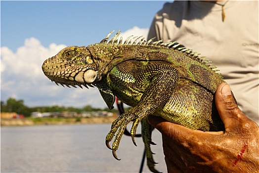 鬣蜥蜴,亚马逊河