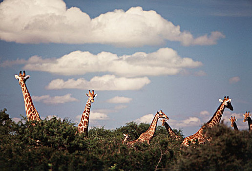纳米比亚,埃托沙国家公园,长颈鹿,大幅,尺寸