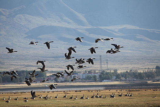 新疆巴里坤,优良湿地吸引大量迁徙中的斑头雁