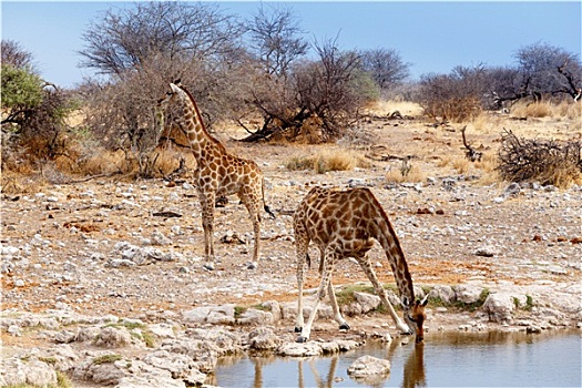 长颈鹿,喝,水坑,埃托沙国家公园