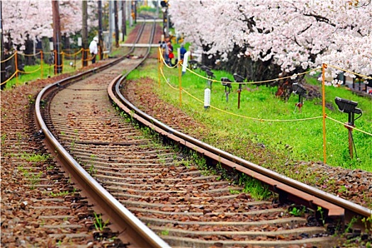 樱花,铁路