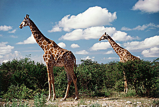 纳米比亚,埃托沙国家公园,长颈鹿,大幅,尺寸