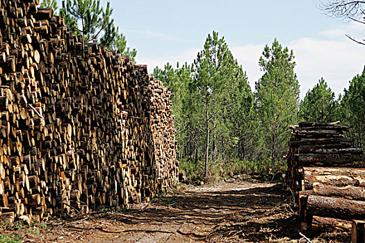木头,一堆,原木,木材业,靠近,大西洋海岸,波尔多,法国,欧洲