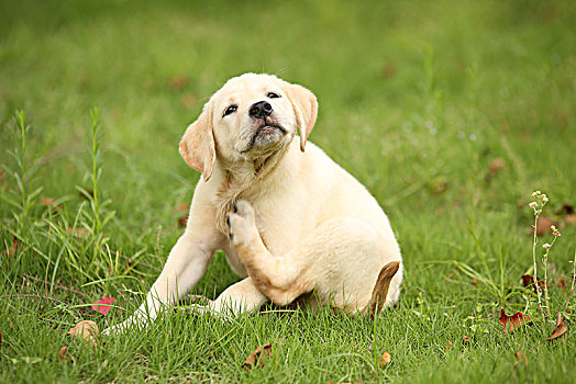 草坪上的拉不拉多幼犬