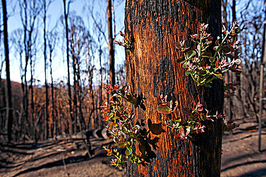 新,叶子,发芽,烧,桉树,树,黑色,星期六,林区大火,2009年,维多利亚,澳大利亚