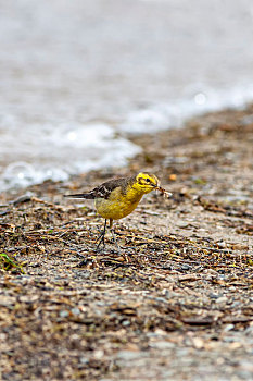 一只黄头鹡鸰鸟在开阔的湖岸边觅食昆虫