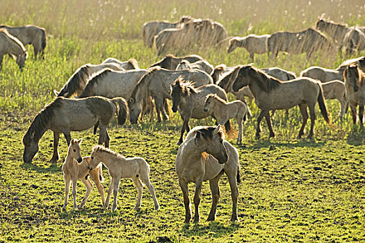 原始,马,牧群,小马,湿地,荷兰,欧洲