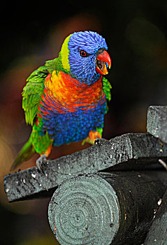 彩虹鹦鹉,昆士兰,澳大利亚
