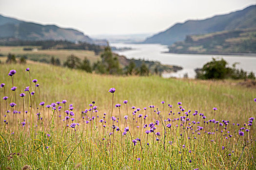 野花,哥伦比亚河峡谷,俄勒冈,美国