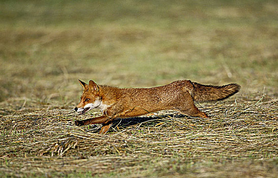 红狐,狐属,跑,草地