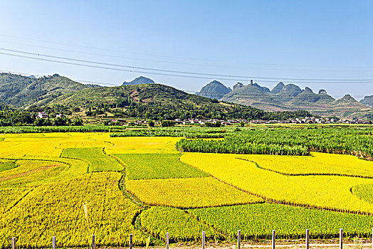 秋季成熟的稻田田园村庄景观背景