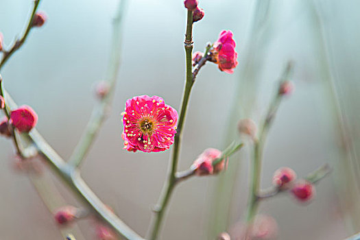 鹫峰梅花