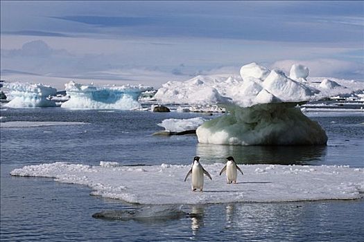 阿德利企鹅,一对,站立,浮冰,靠近,岛屿,威德尔海,南极