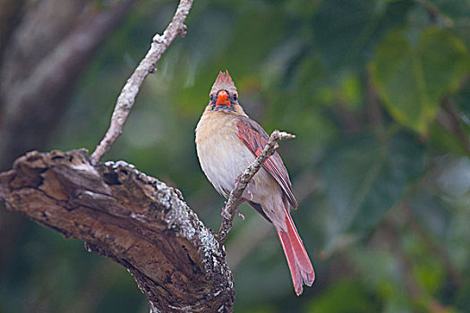 雌性,主红雀,枝条,毛伊岛