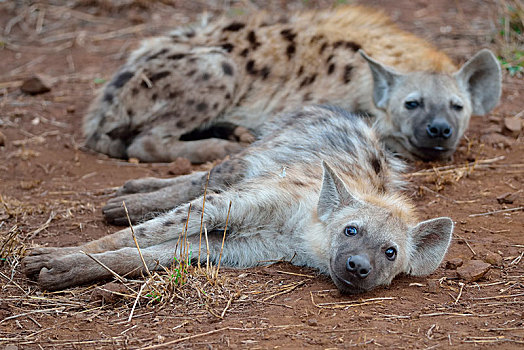 斑点土狼,笑,鬣狗,斑鬣狗,休息,克鲁格国家公园,南非,非洲