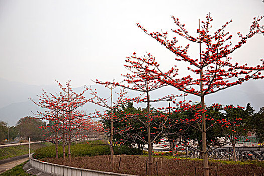 树,锡,新界,香港