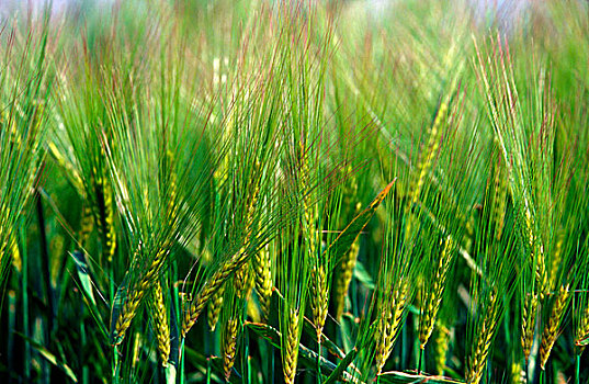 大麦,作物,土地