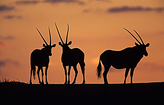 南非大羚羊,羚羊,日落,卡拉哈迪大羚羊国家公园,卡拉哈里沙漠,南非,非洲