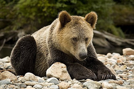 雄性,大灰熊,不列颠哥伦比亚省,加拿大