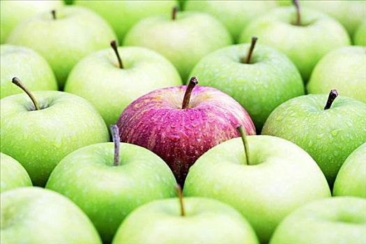 紅蘋果,皇家,節(jié)日,澳洲青蘋果,蘋果