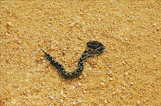 俯拍,蝰蛇,途中,克鲁格国家公园,普玛兰加省,南非
