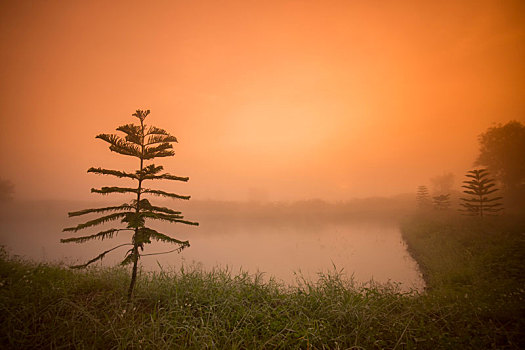 泰国,清莱,风景,晨雾