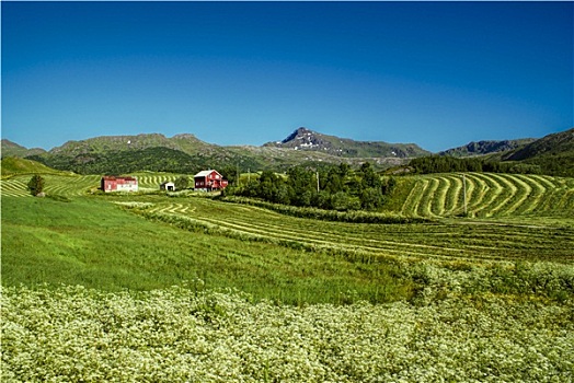 农场,挪威