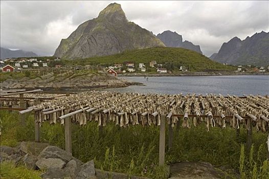 脚手架,弄干,鳕鱼,罗弗敦群岛,挪威