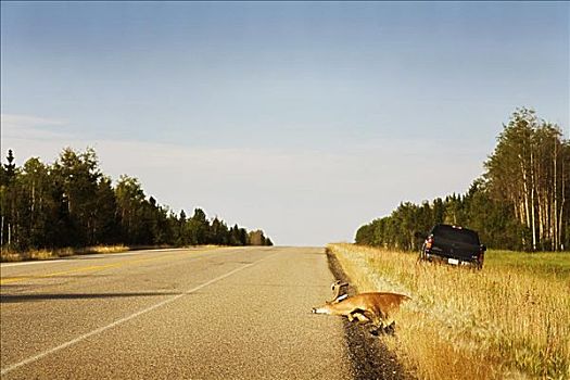 死,鹿,公路,艾伯塔省,加拿大
