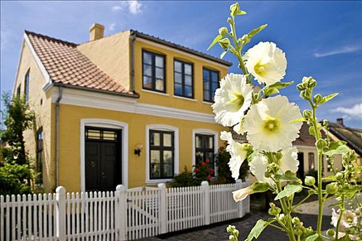 蜀葵,正面,房子,乡村,丹麦