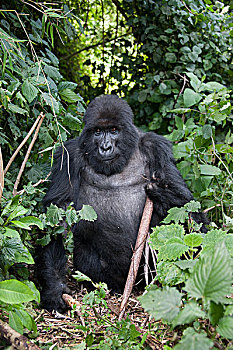 山地大猩猩,大猩猩,银背大猩猩,手,受伤,国家,卢旺达
