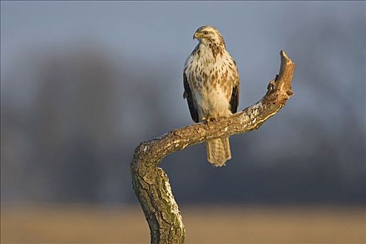 常见兀鹰,鵟,梅克伦堡前波莫瑞州,德国,欧洲