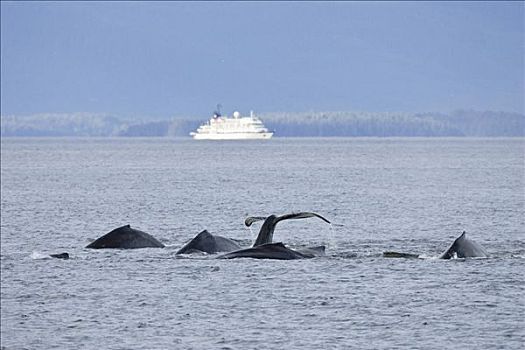 鲸,潜水,大翅鲸属,须鲸,阿拉斯加,美国