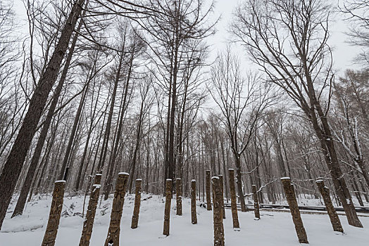 冬季长白山的雪地树林冰河