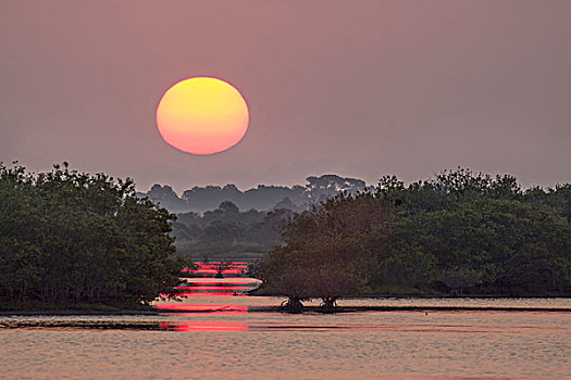 日出,红树,水,梅里特岛,国家野生动植物保护区,佛罗里达