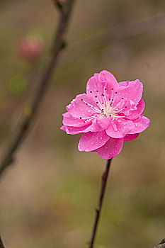 桃花