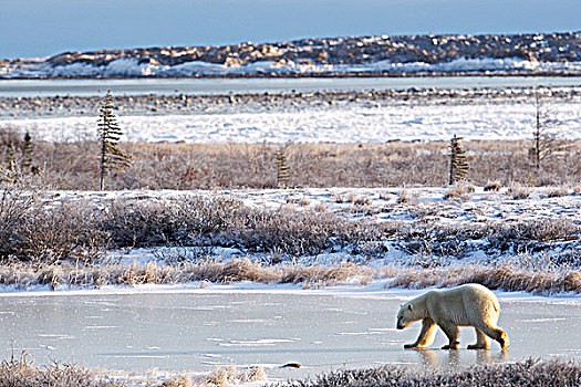 北极熊,苔原,哈得逊湾,丘吉尔市,曼尼托巴,加拿大