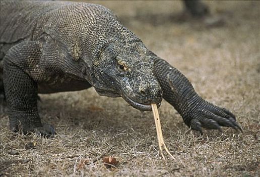 科摩多巨蜥,科摩多龙,大,测试,地面,气味,舌头,科莫多国家公园,科莫多岛,印度尼西亚