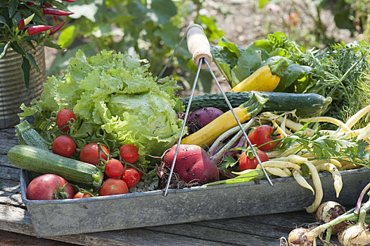 金属,篮子,新鲜,收获,蔬菜,西红柿