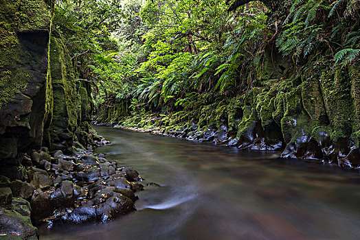 河,努伊,峡谷,雨林,树林,北岛,新西兰,大洋洲